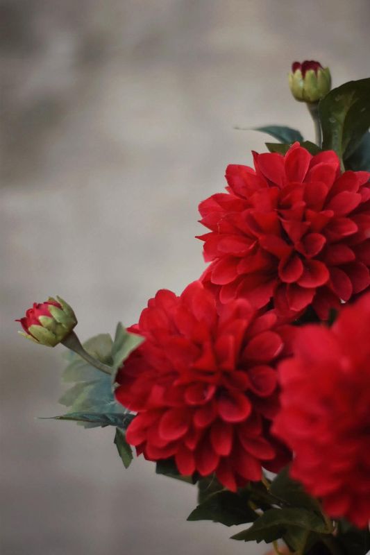 Rød - Dahlia snittblomst 66 cm 