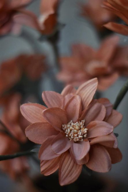 Hovedbilde Rust - Dahlia Snittblomst ...