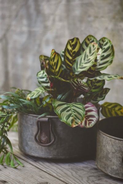 Hovedbilde Vintage Metall Stor Potte