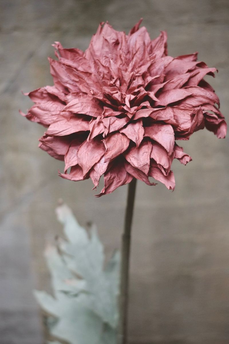 Lilla - Papirblomst Dahlia 143 cm