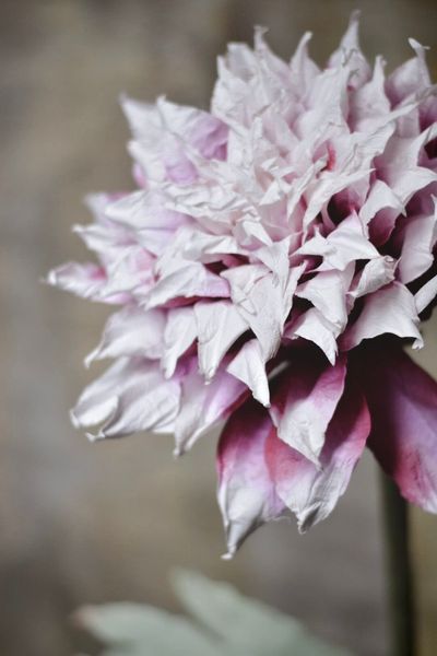 Hovedbilde Lilla mix- Papirblomst Dahlia ...