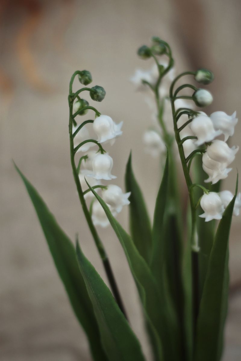 Hvit - Liljekonvall snittblomst